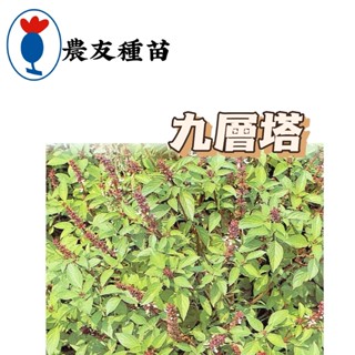 九層塔 Basil【農友種苗】 九層塔種子 蔬菜原包裝種子 每包約100粒 新鮮種子
