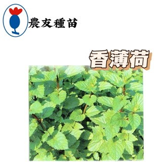 香薄荷 Spearmint 【香藥草種子】 香薄荷種子 綠薄荷種子 農友種苗 原包裝種子 每包約300粒