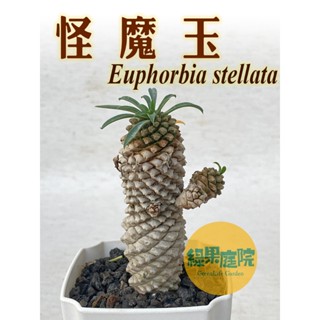 綠果庭院-大戟 怪魔玉-Euphorbia Kaimagyoku 超大株 大戟科 仙人掌 多肉植物 塊根莖