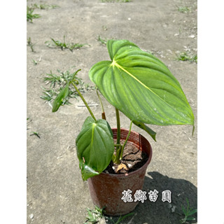 《花鄉苗圃》 大麥克蔓綠絨