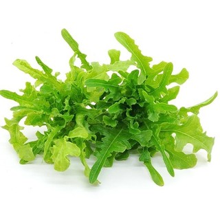 【268菜園】漢普頓萵苣種子~Hampton lettuce~高產易種，新手最愛
