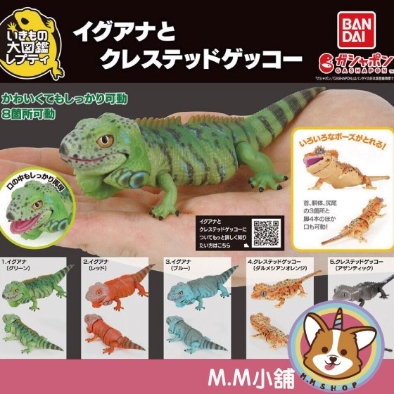 【M.M小舖】『現貨』 BANDAI 轉蛋 扭蛋 生物大圖鑑 美洲鬣蜥與睫角守宮 鬣蜥 守宮 生物 圖鑑 模型 全5款