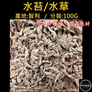 水模型園藝#智利 水苔/水草 分裝 100G 蘭花 蕨類 鹿角蕨 觀葉植物 甲蟲 獨角仙 兜蟲 昆蟲 保濕底材
