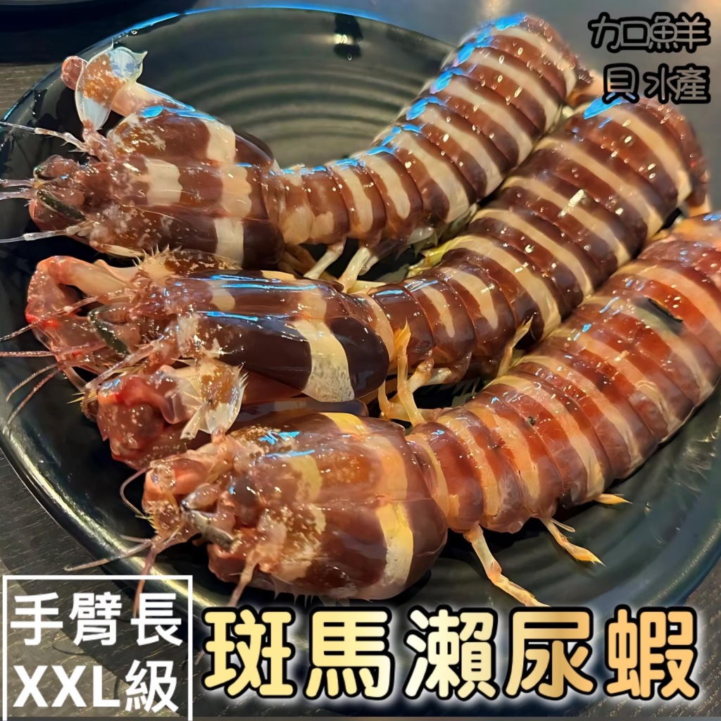 【加貝鮮水產】🌊雙北活海鮮配送活體斑馬瀨尿蝦外號螳螂蝦富貴蝦琵琶蝦大蝦姑📽️看影片活皮皮蝦活瀨尿蝦台北活海鮮新北活海鮮