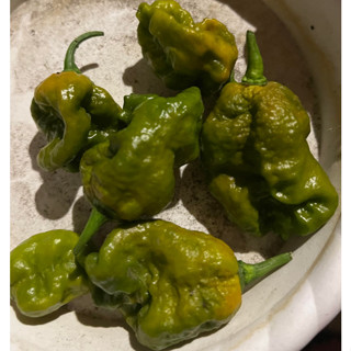 美國Pepper X / 卡羅萊納死神 / 龍之氣息(龍息) / 黃毒蠍(黃七鍋) / 查拉皮塔 等 辣椒種子10粒