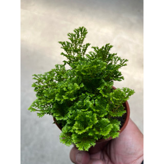 珊瑚 卷柏｜3吋盆～室內植物 / 空氣淨化蕨類植物⋯