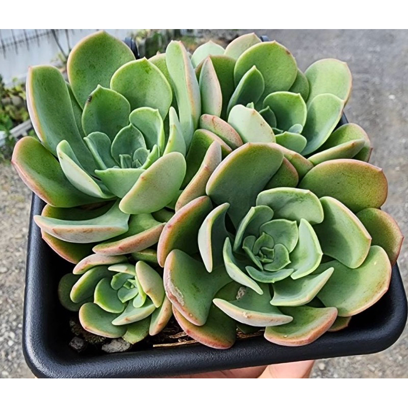 高貴、雷霆玫瑰 、巴菲特 、乙女星 、拿鐵玫瑰 、血斑SP ～4吋美牆爆盆～組盆、婚禮小物～乎你紅莊園進口2500種多肉