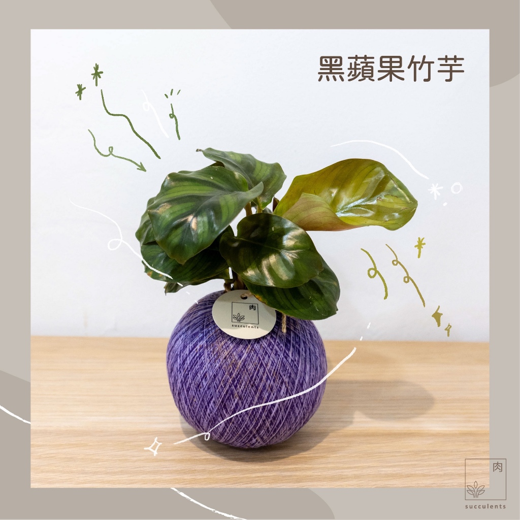 【貞豬多肉】黑蘋果竹芋精緻苔球 | 室內植物 | 水苔球 | 送禮