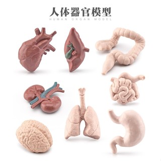 廢物專賣店 模擬人體器官模型 小腸 大腸 肺 人體模型 器官模型 交換禮物 生日禮物 小廢物 上課無聊小玩具
