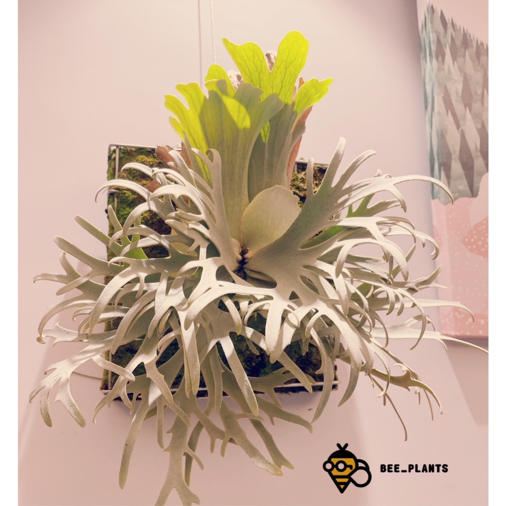 P. willinckii ’Jenny’ TC 309 P.wllinckii Jenny #1(the Rarest Breed in the World) - Etsy