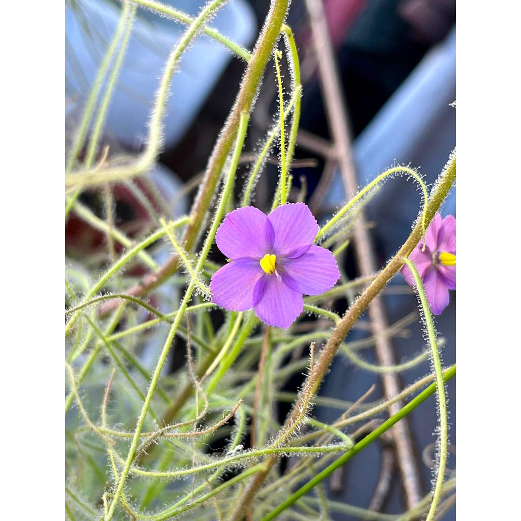 【山羊食蟲植物】沾露彩虹草 B. rorida 種子15+ (捕蟲堇/食蟲植物/彩虹草)