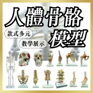 【志遠】👑臺灣現貨👑 人體骨骼模型 關節模型 中國製 韌帶模型 脊椎模型 教學模型 人體模型 骨頭模型 全身模型