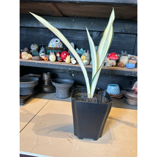 #完美女神虎尾蘭#酷蕨植物雜貨