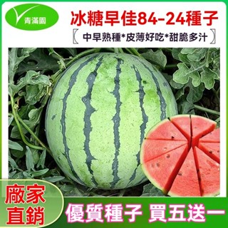 ✨原廠直銷【包裝種子】早佳8424麒麟美都西瓜種籽四季盆栽甜西瓜春季水果種子 西瓜種子大全 蔬菜瓜果種子大全