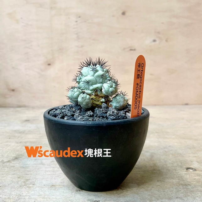 珍稀多肉植物 仙人掌 Ortegocactus macdougalii 帝王龍