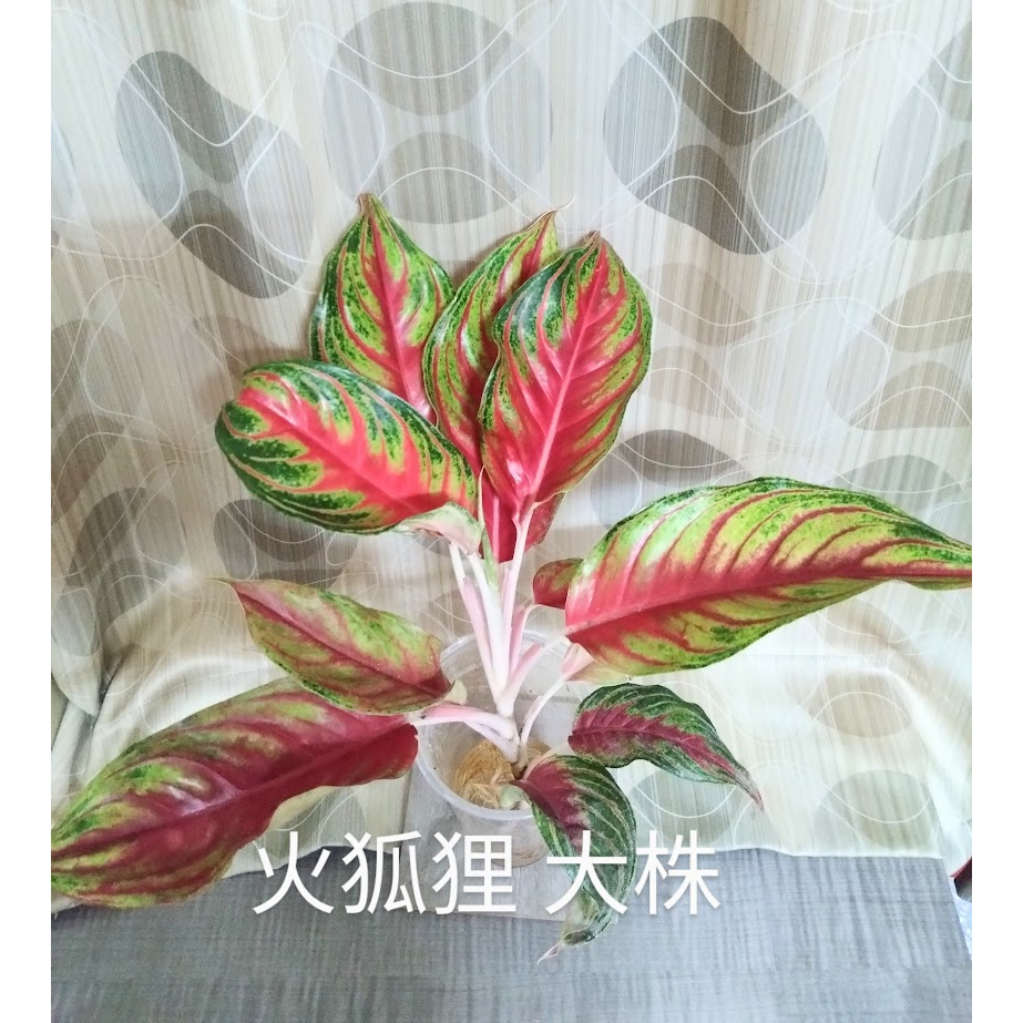 火狐狸+彩雲粗肋草。水培植物。水耕。苔球植物。耐陰室內植物#淨化空氣#訂單不含運費滿199才出貨