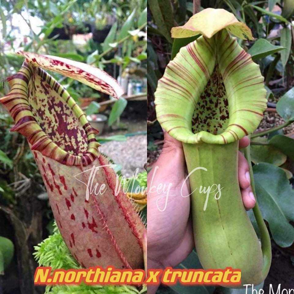 N. northiana x truncata 諾斯交寶特豬籠草 食蟲植物 豬籠草 編家 雨林植物