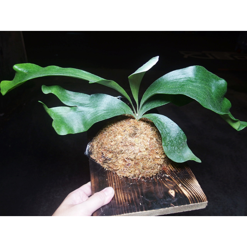 (柯比植物)鹿角蕨   hillii  昆士蘭鹿角蕨(深綠) 上板植物 已上板 碳化板 18x25cm木板