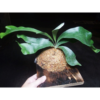 (柯比植物)鹿角蕨 hillii 昆士蘭鹿角蕨(深綠) 上板植物 已上板 碳化板 18x25cm木板