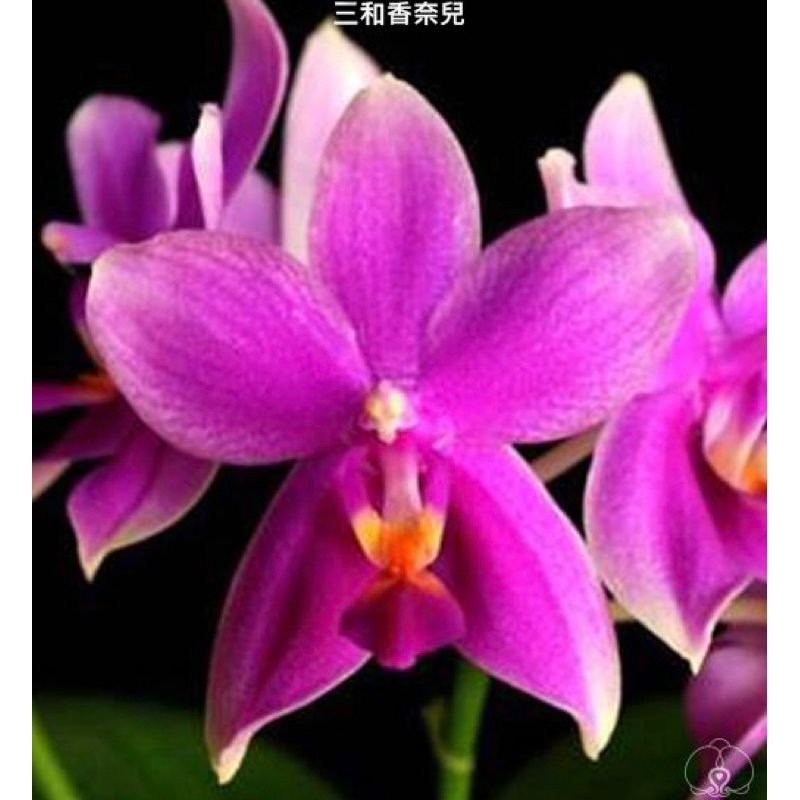蝴蝶蘭-Phal. Formosa Sweet Memory三和香奈兒