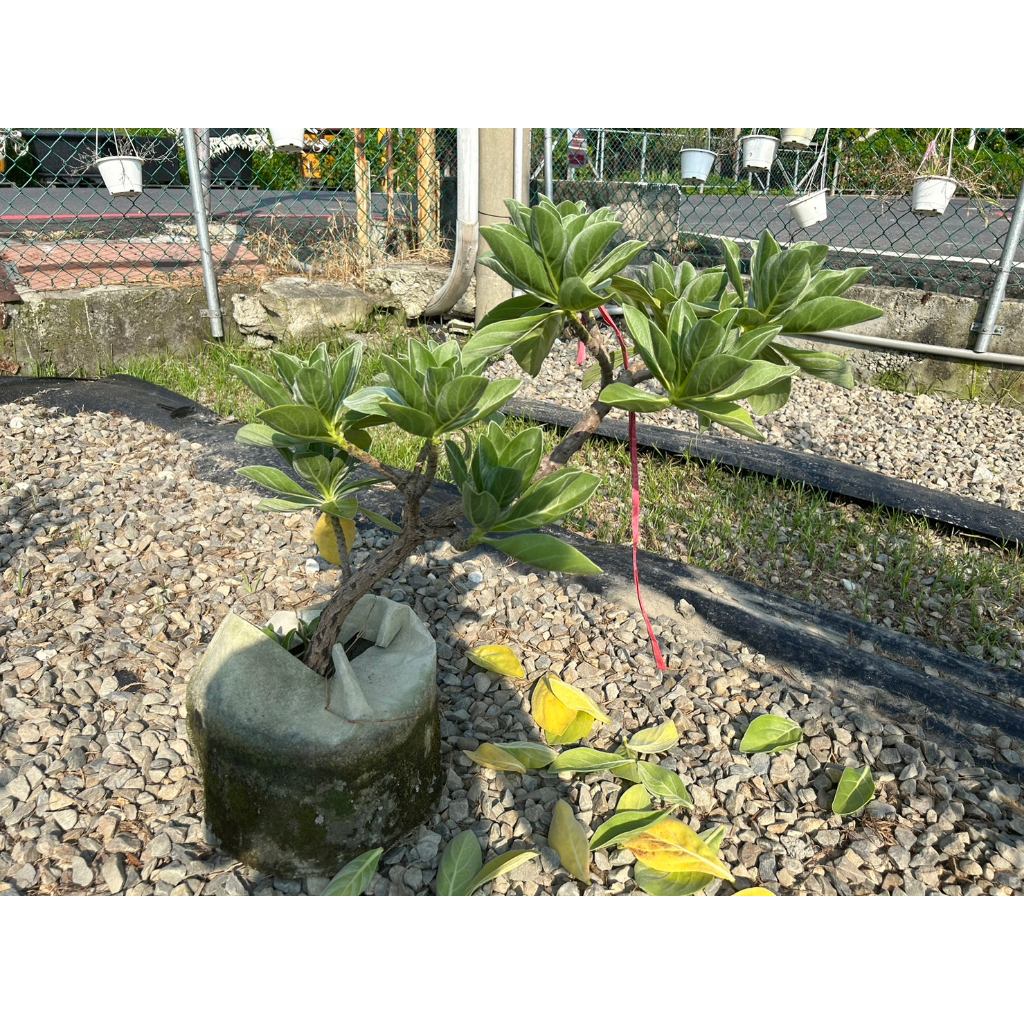 植系青屬-白水木（型）/觀葉植物/八吋盆（限宅配、預約自取、樹型隨機）