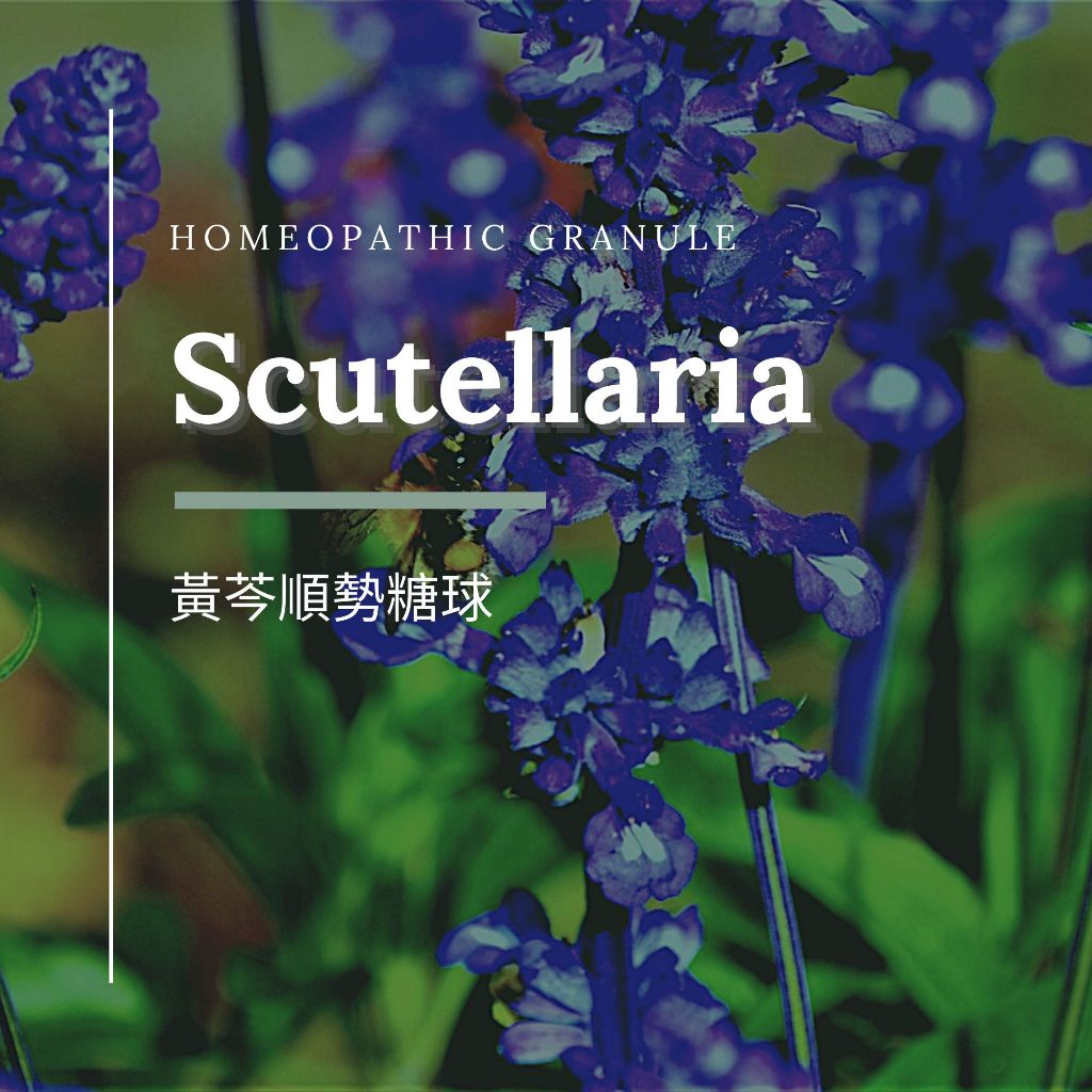 順勢糖球【黃芩●Scutellaria】Homeopathic Granule