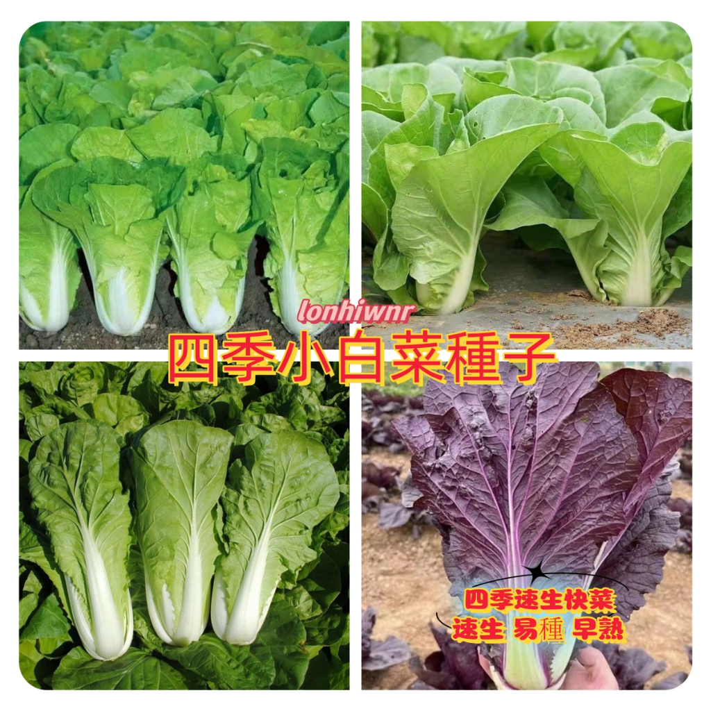 【小白菜種子】四季快菜 四季播種蔬菜種子 快菜種子 四季小白菜 易種植 發芽率高