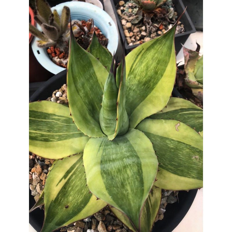 アガベ Agave ovatifolia 'Killer' 206 Agave ovatifolia 'Killer' 206 Agave ovatifolia - The Ruth Bancroft