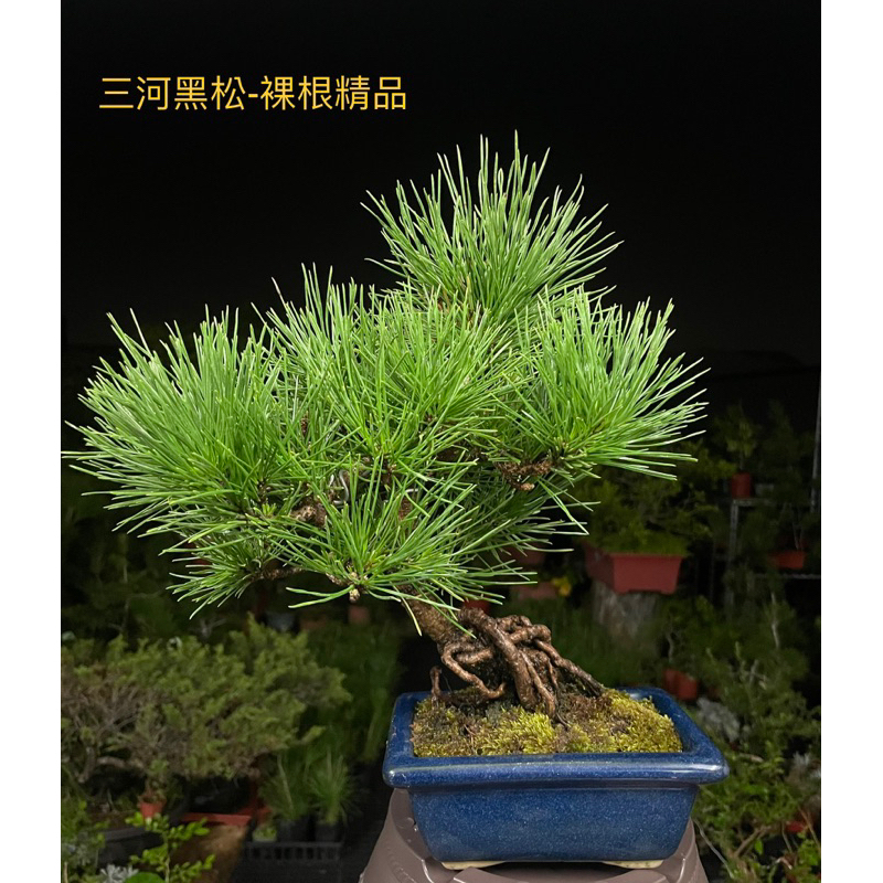 「藝樹植栽」造型盆栽-日本三河黑松-中品盆栽