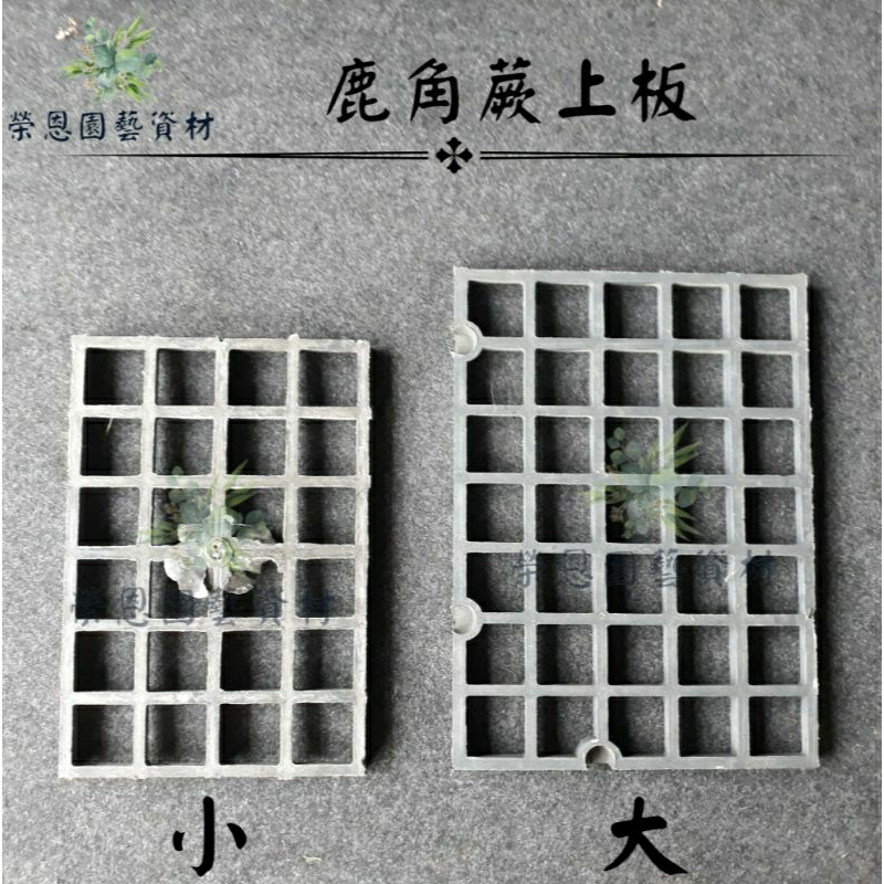 鹿角蕨上板 植床板 通風【榮恩園藝資材行】