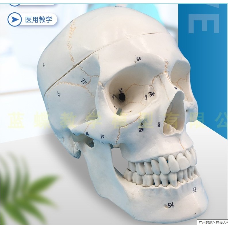 (MD-B_1385)經典頭顱模型 3部分 帶數字標識 頭骨骨骼模型 醫用頭骨顱骨模型