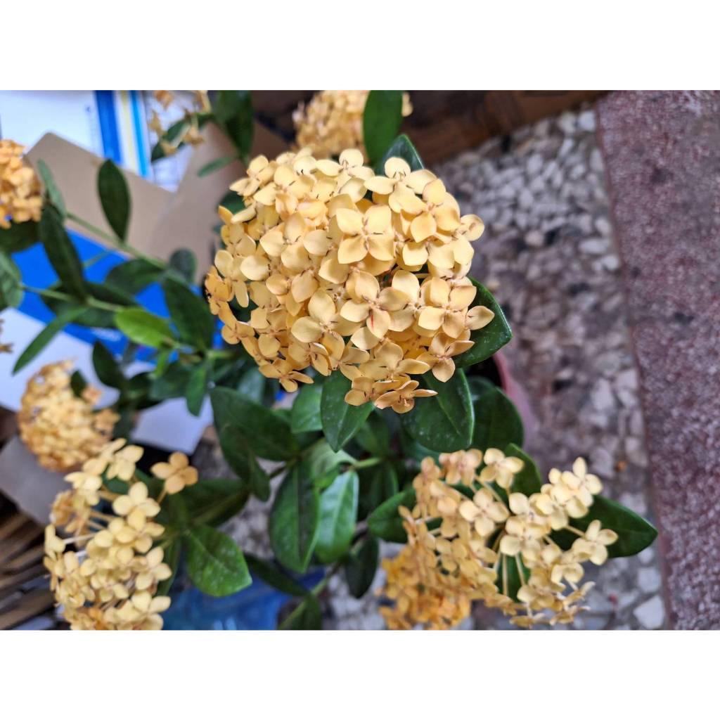 🎄綠世界🎄灌木植物🎄熊貓仙丹花(黃色)🎄5/6吋盆🎄