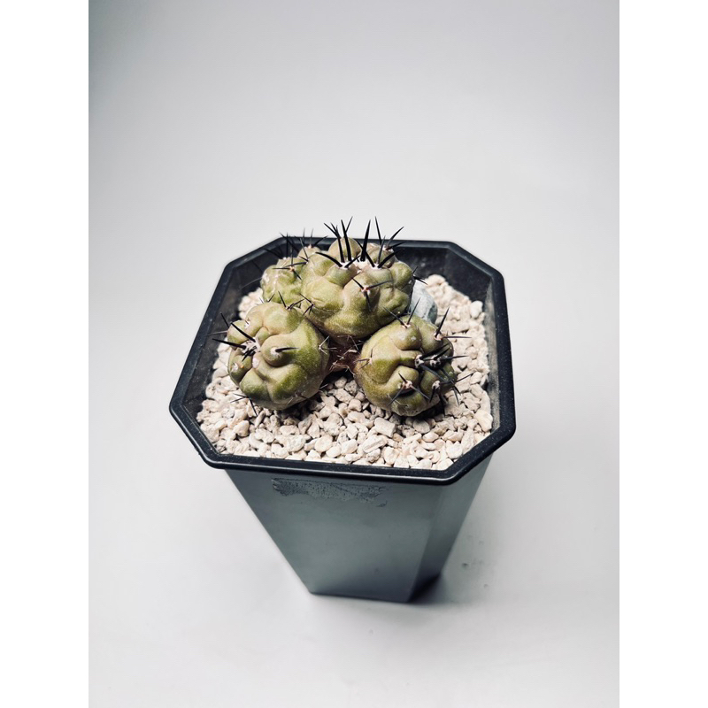 珍稀四頭黑王丸｜copiapoa cinerea|仙人掌|奇花玉樹