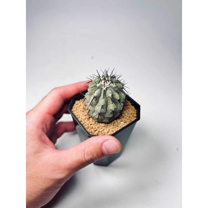 黑王丸｜Copiapoa cinerea ｜仙人掌｜奇花玉樹