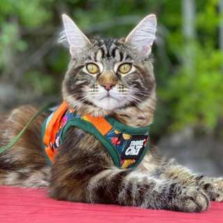 美國TRAVELCAT 貓旅行 貓專用背心+牽繩 透氣舒服不易逃脫