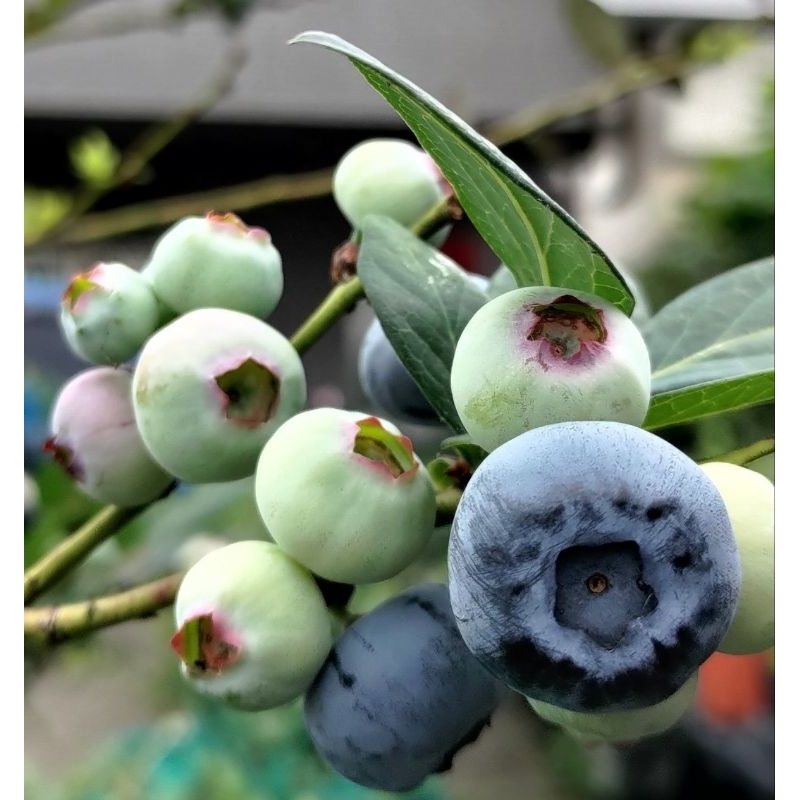 5吋藍莓苗---秋香