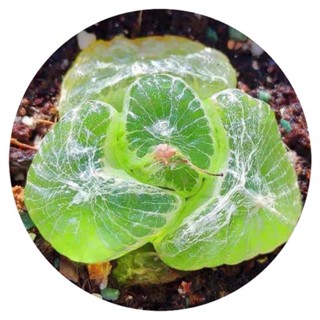↠有植感↞ ▮玉翡翠▮ 多肉植物 多肉 百合科 觀葉植物 觀葉 室內佈置 送禮首選 植栽 盆栽