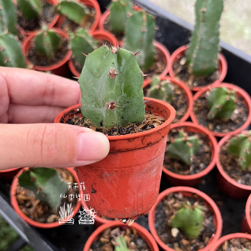 芙芮蕬仙肉）白角麒麟 2寸盆 多肉 多肉植物 仙人掌 療癒 盆 花器