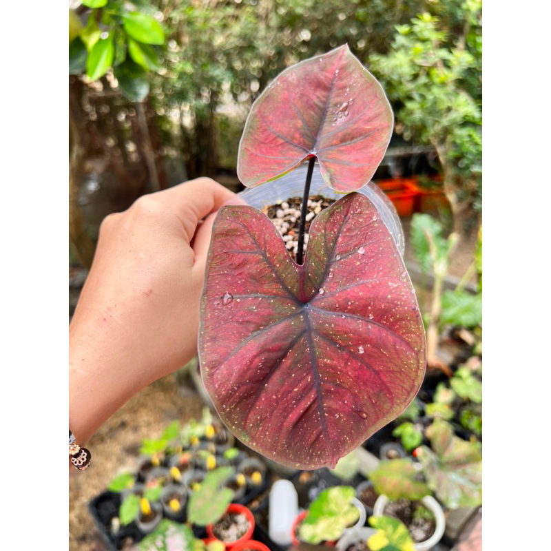 《天棠地芋》泰彩 彩葉芋 Caladium 62 泰國彩葉芋 一物一拍