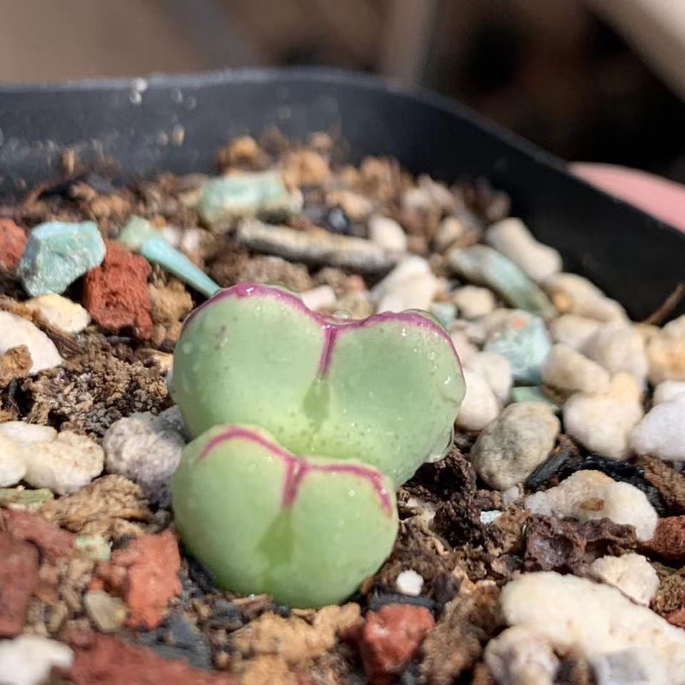 YM多肉植物 紅邊少將 愛心少將 肉錐 兔耳朵肉錐