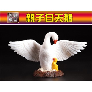 栩栩如生【親子白天鵝 孵蛋白天鵝】優質模擬模型 野生動物_新品現貨 (非papo Rebor)