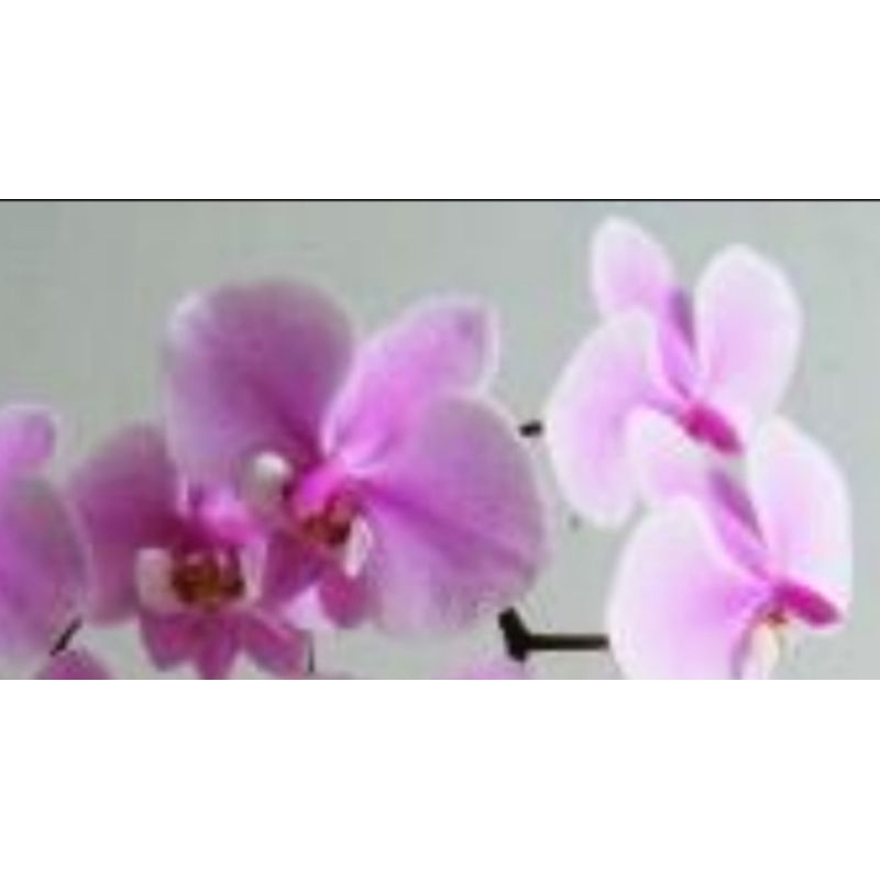 《新品》“斑葉”Phalaenopsis schilleriana“西蕾莉”蝴蝶蘭