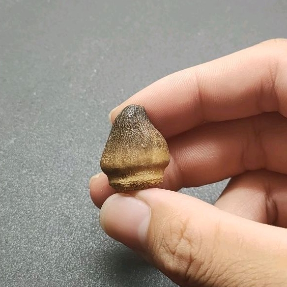[海膽的刺]球齒龍牙齒化石/滄龍牙齒/牙齒化石_01