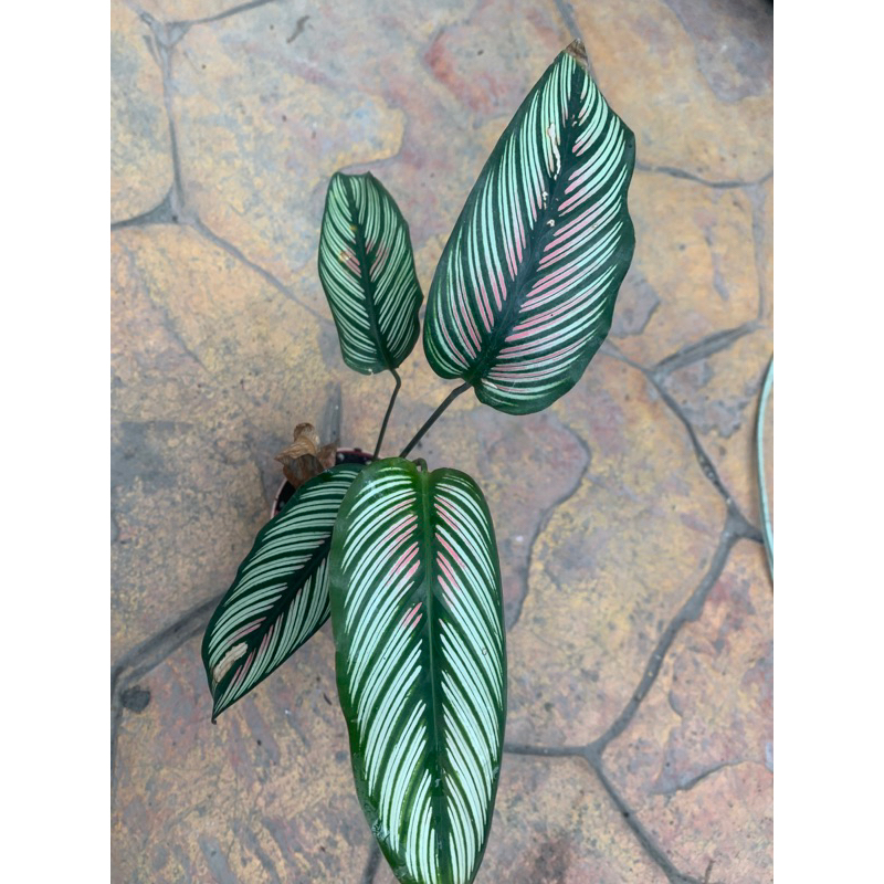 斜紋竹芋/白羽毛竹芋/觀葉植物3寸
