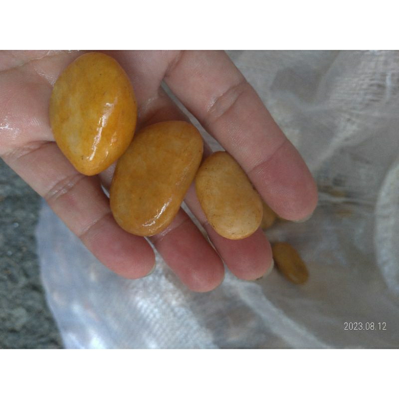 （高雄觀鯉水族）超美的黃蠟石黃卵石黃臘石