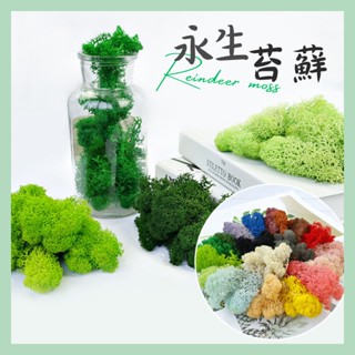 🌻多樂🌻園藝微景觀模擬苔蘚 永生苔蘚10克 diy永生花材料 乾燥花 真花 仿真花 婚禮 青苔草坪苔蘚植物牆背景牆裝飾