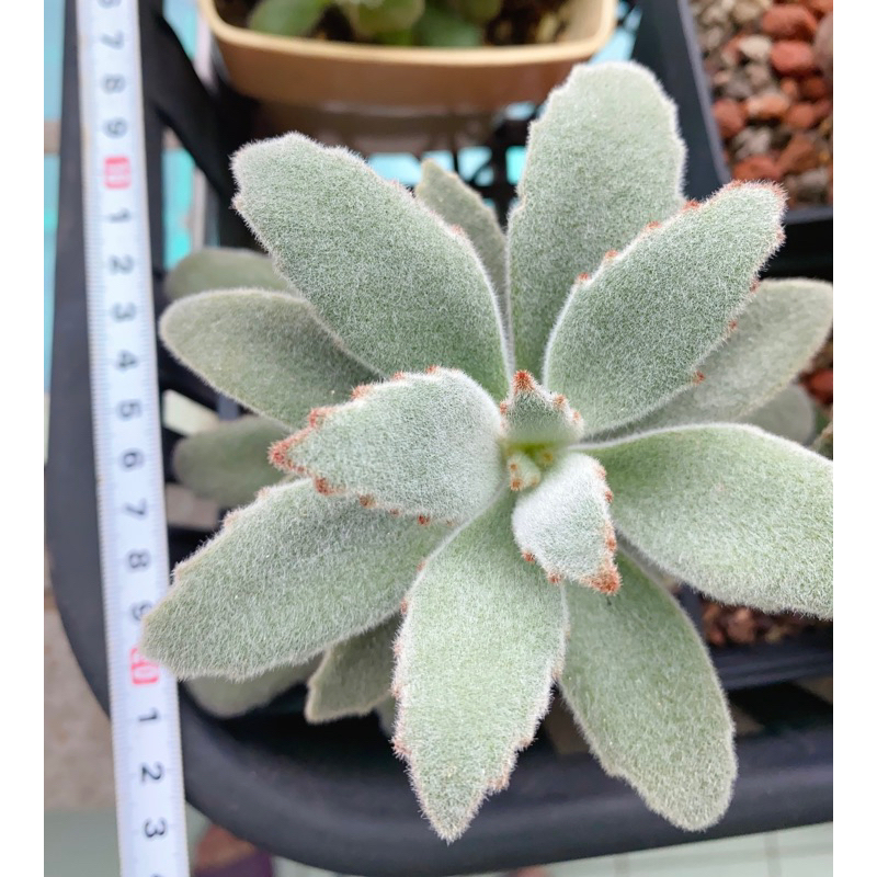 多肉 仙人掌 植物 Kalanchoe 景天科伽藍菜屬 兔耳 無星兔 4寸盆