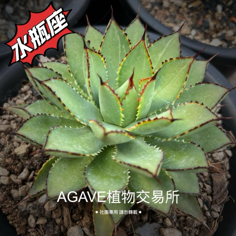 水瓶座 ♒️ 多肉綠生活-星座系列（販售側芽/非TC組織栽培）AGAVE 庭園造景 旱生植物 多肉植物 塊根植物