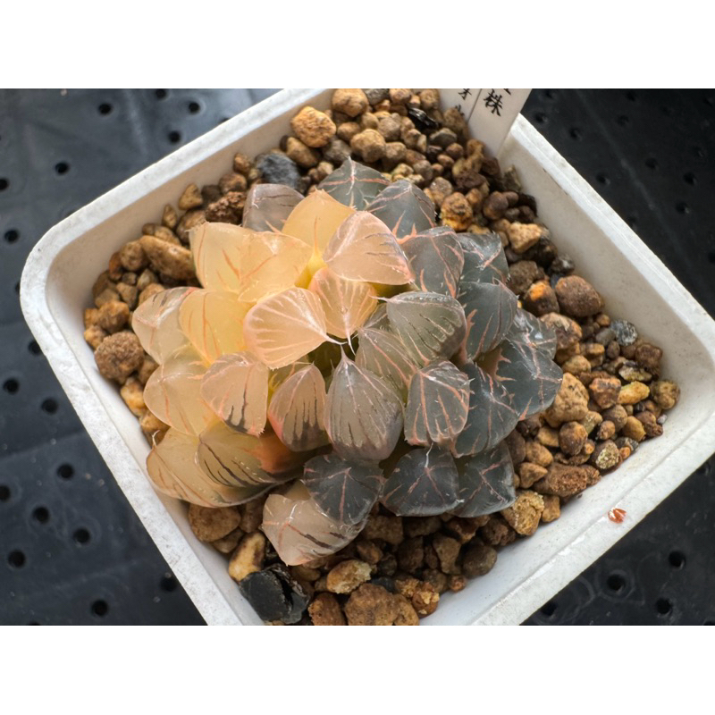 Haworthia  ハオルチア 一物一拍 百合科 ｜霓虹燈玉露錦/黑玉露錦R10