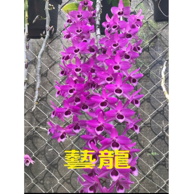 ［狂買園藝］ 石斛蘭 D.Nestor “藝龍” 1.5寸軟膠盆 蘭花